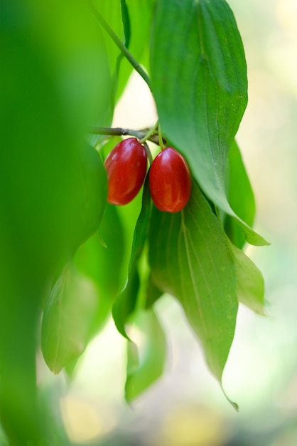 Foto fruta roja en un árbol