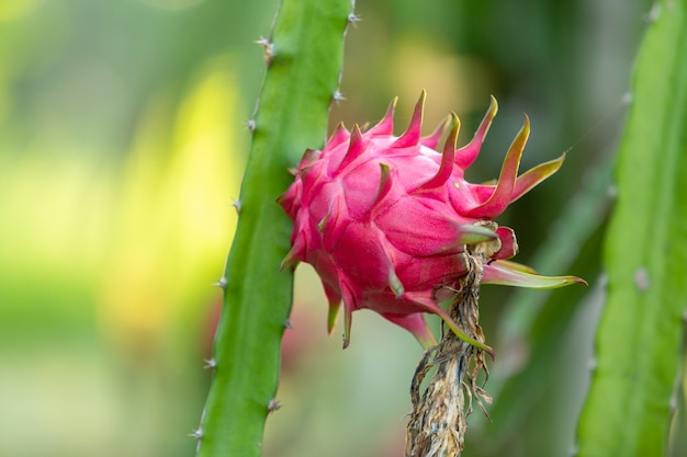 La fruta roja del dragón en la planta, una pitaya o pitahaya es la fruta de varias especies de cactus indígenas, fruta del dragón