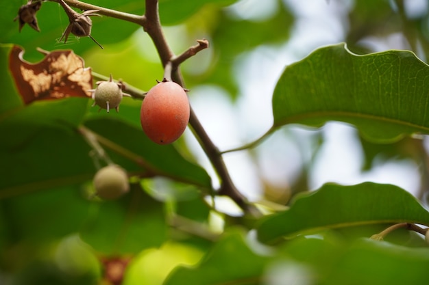 Fruta roja en imagen de árbol HD