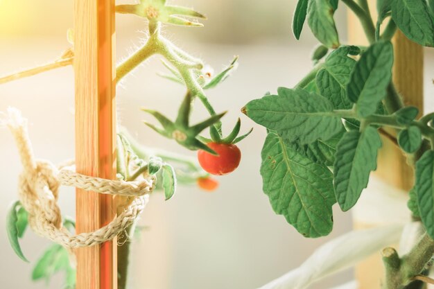 Fruta roja del tomate de cereza que crece en el alféizar de la ventana