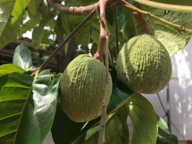 La fruta Santol crece en el árbol de rama.