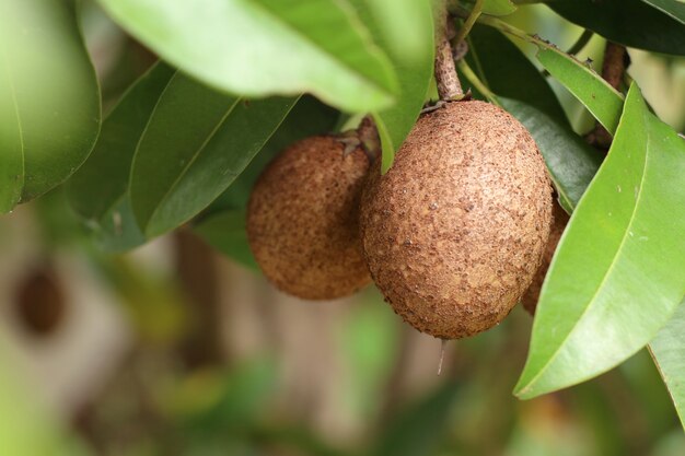 Fruta Sapodilla na árvore