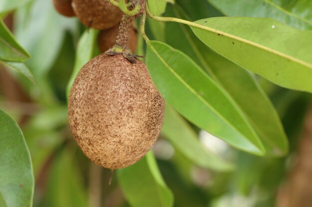 Fruta Sapodilla na árvore