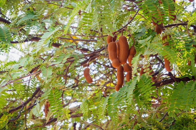 Foto fruta de tamarindo en árbol