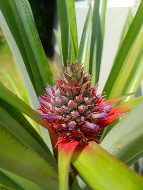 Foto fruta tropical de piña que crece en una granja