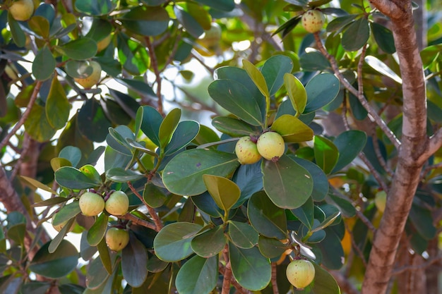 Fruta tropical rara y exótica Identificación botánica no encontrada Fruta similar al mangostán