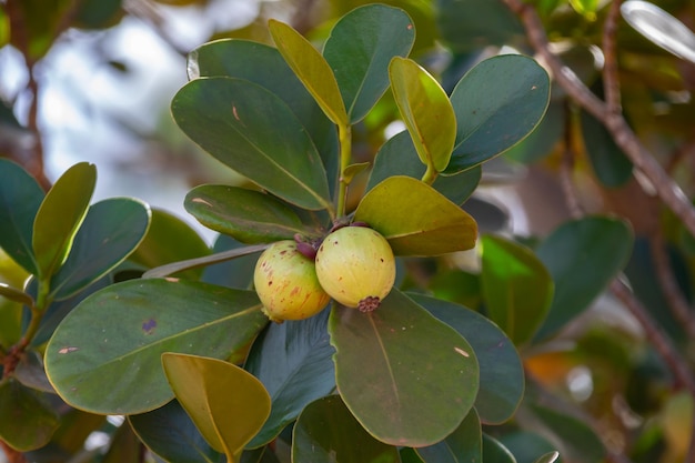 Fruta tropical rara y exótica Identificación botánica no encontrada Fruta similar al mangostán