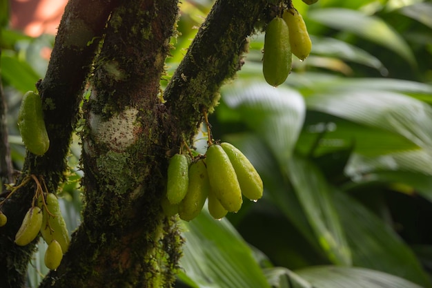 Fruta tropical