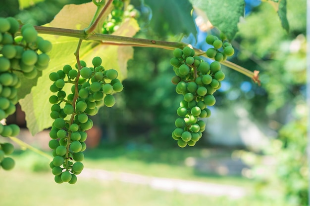 Fruta de uvas verdes en la vid uvas inmaduras