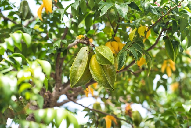 Fruta verde Carambola conhecida como carambola crescendo em um galho no Vietnã