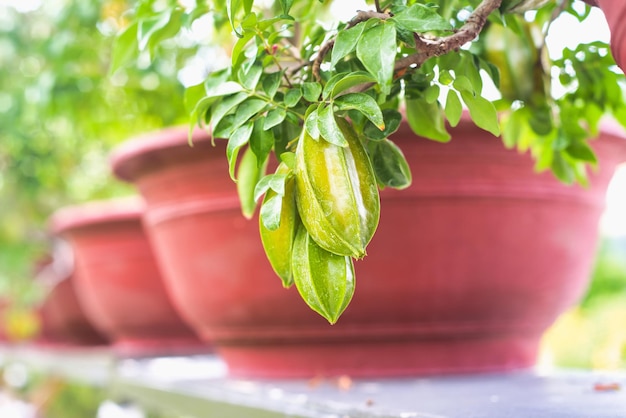 Fruta verde de Carambola conocida como fruta de estrella que crece en una rama en Vietnam