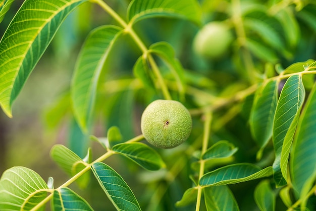 Fruta verde com folhas vista de perto Jardim pequenas bolas verdes frescas