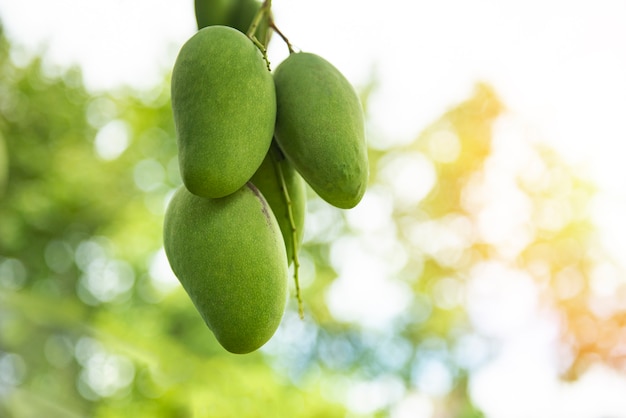 Fruta verde fresca del mango que cuelga en el árbol de mango en la granja del jardín agrícola con la falta de definición y el bokeh del verde de la naturaleza