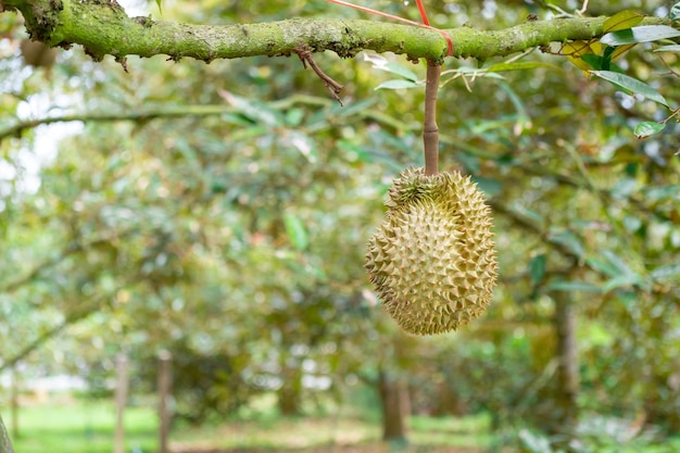 Fruta verde orgánica fresca de Durian colgando de una rama en el jardín de árboles de Durian y concepto de comida saludable