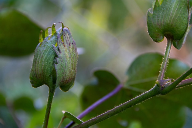 Foto fruta verde en la planta de algodón.