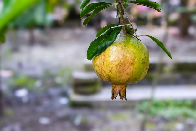 Fruta verde verde da romã orgânica na árvore