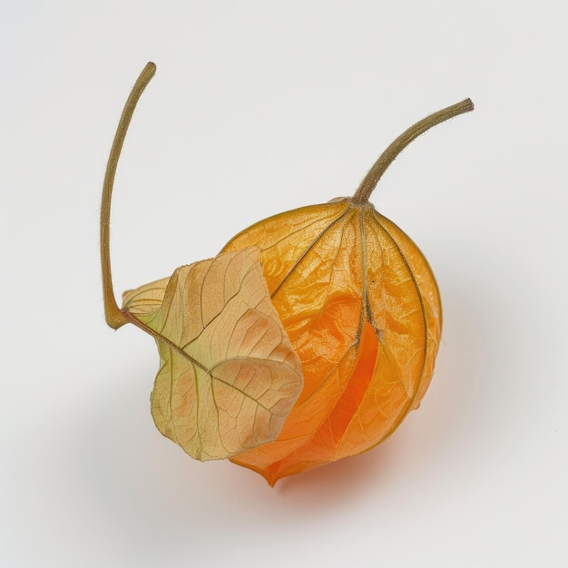 fruta vermelha physalis isolada no fundo branco