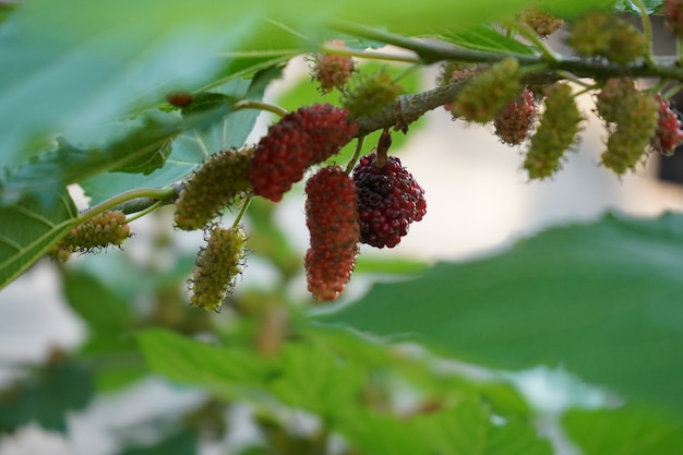 frutas amoras penduradas no galho da árvore