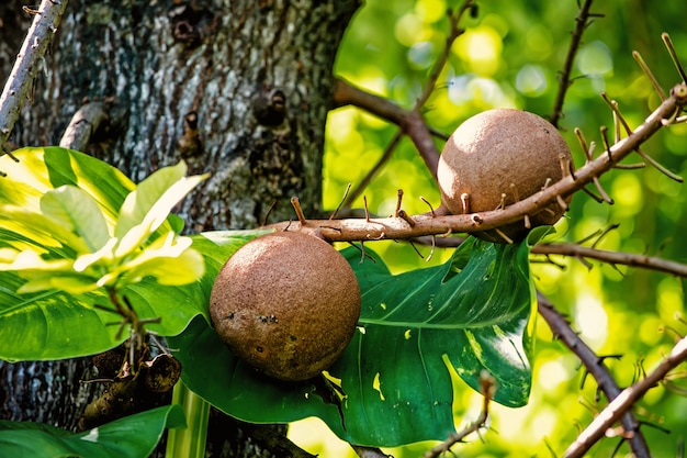 Frutas en árbol cannonbal con hojas verdes en la selva de Honduras en un día soleado sobre fondo natural. Vida salvaje y naturaleza. Concepto de parque ecológico.
