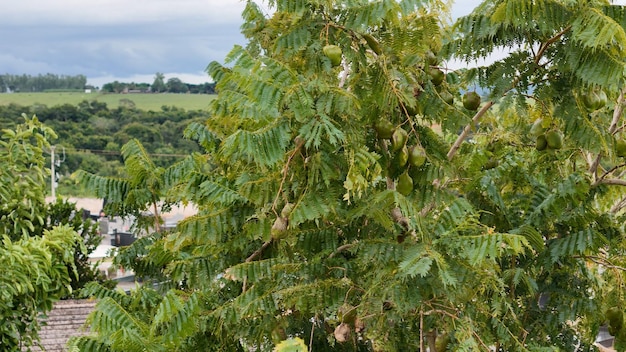 Foto frutas del árbol de la jacaranda azul