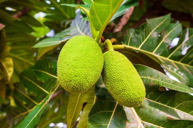 Frutas en el árbol del pan en Asia