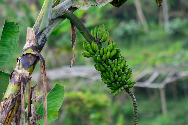 Frutas bananas na árvore com vista de perto