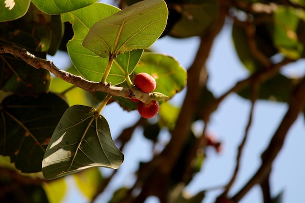 Frutas Banyan colgando de un árbol