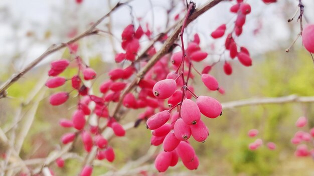 Frutas de berberis en un bosque