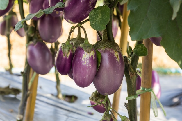 Frutas de berenjena