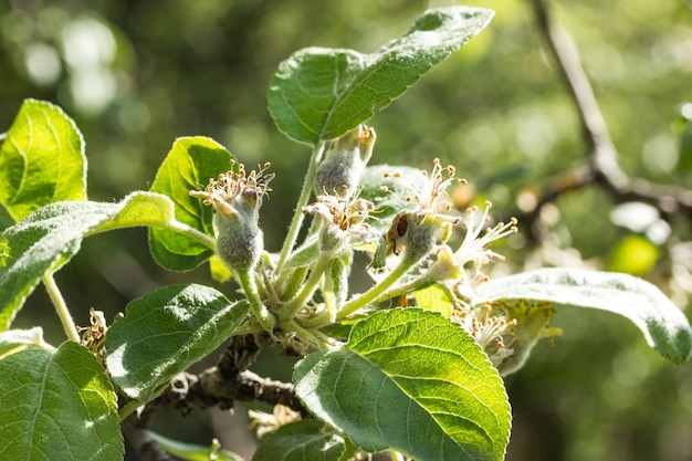 Frutas del brunch del árbol de manzana verde inmamture de la primavera joven.