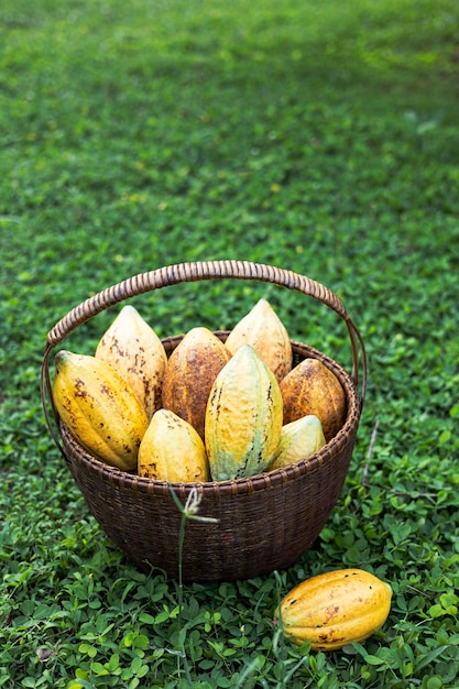 Foto frutas de cacao maduras en la canasta