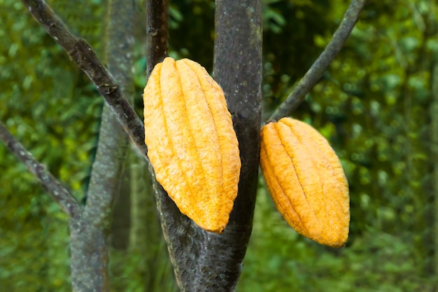 Frutas de cacao