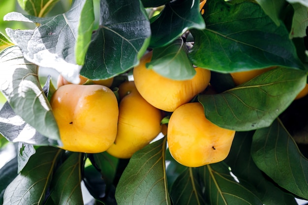 Frutas caquis maduras colgando en el árbol de rama de caqui