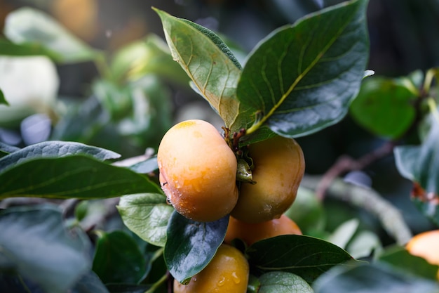 Frutas caquis maduras que cuelgan en el árbol de la rama de caqui