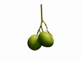 Foto las frutas de cerbera odollam o pong pong se utilizan para la fabricación de bioinsecticidas y desodorantes
