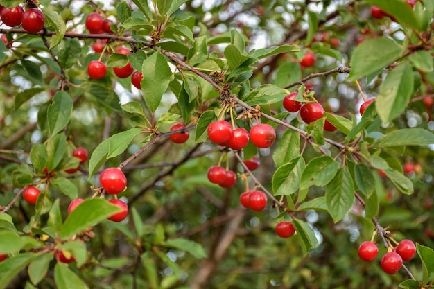 Frutas cereja em close-up em um galho