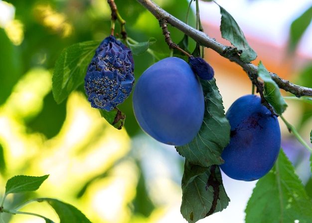 Frutas de ciruela enfermas cuelgan de un árbol junto con frutas maduras