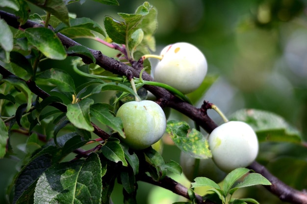 Frutas de ciruela orgánicas en una rama
