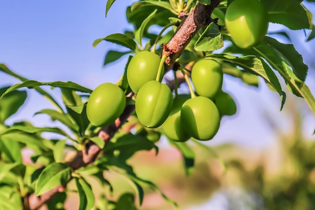 Frutas de ciruela verde en la naturaleza