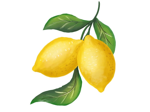 Frutas cítricas de limão Estilo desenhado à mão em aquarela Isolar em fundo branco