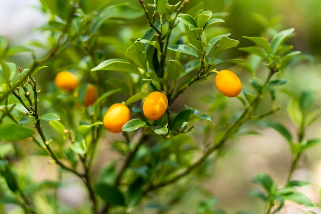 Frutas cítricas laranja em uma árvore Kumquat