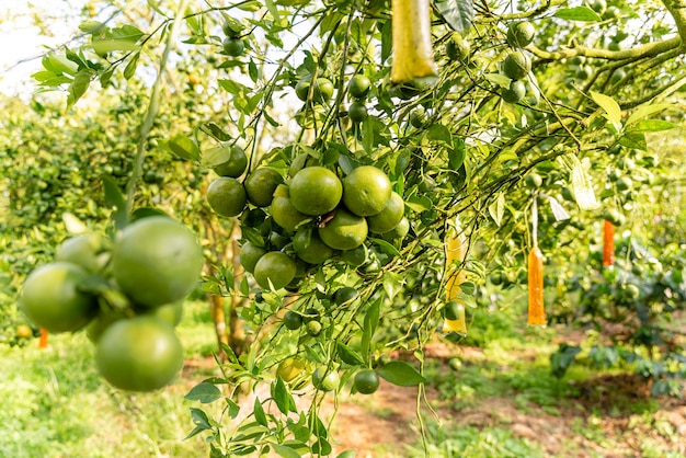 Frutas cítricas locais da Indonésia que têm gosto doce e a cor é uma mistura de laranja e verde