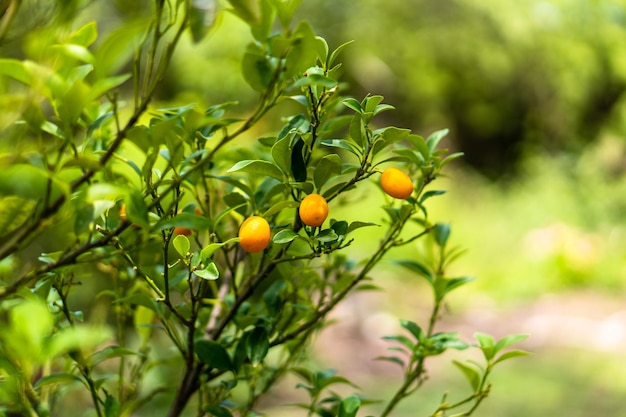 Frutas cítricas naranjas en un árbol Kumquat