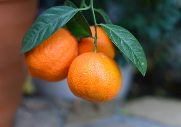 Frutas Citrus aurantium close-up