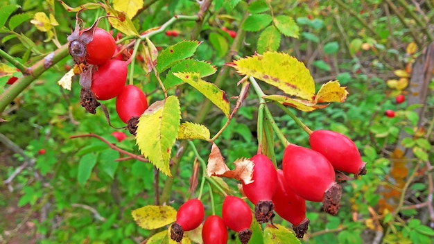 Foto frutas de cornel durante la temporada de otoño