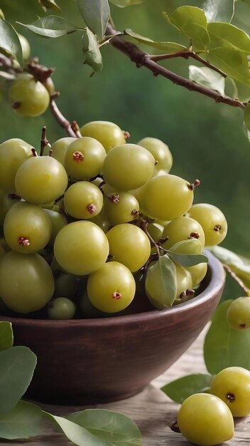 Frutas crudas frescas de la baya de plata en un cuenco con un ramo de aceituna de la baya o de la aceituna rusa