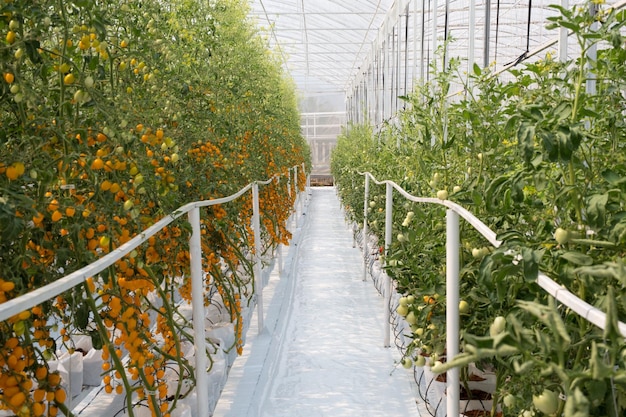 Foto frutas cultivadas en invernadero