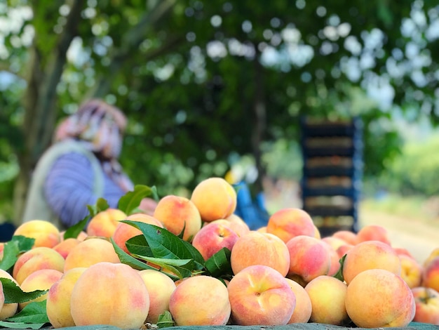 Foto frutas cultivadas no mercado