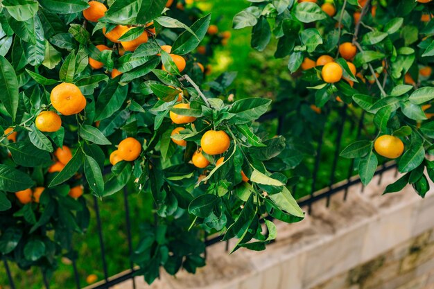 Frutas de laranja na árvore