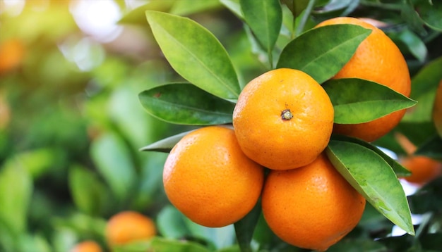 Foto frutas de laranja no galho da árvore